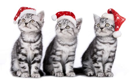 Новогодние мультяшные котята