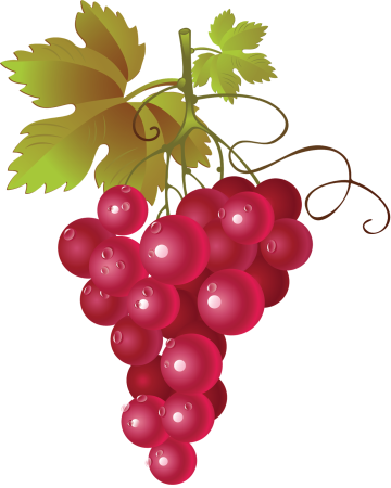 Виноград векторный
