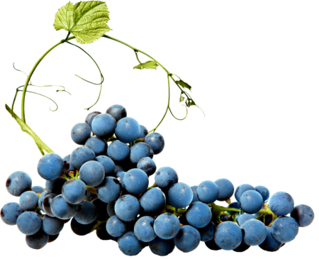 Виноград на прозрачном фоне