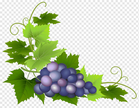 Клипарт виноград (47 фото)