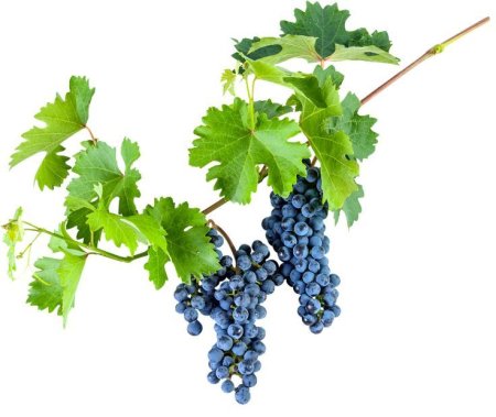 Виноградные листья на прозрачном фоне
