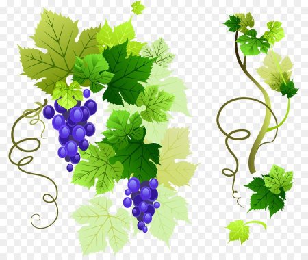 Узум меваси