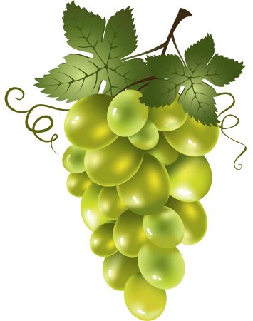 Ветка виноградной лозы