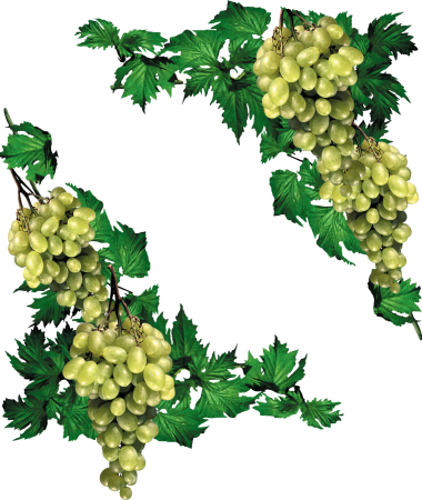 Виноград вектор