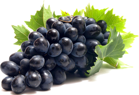 Виноградная лоза вектор вектор