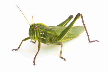 Grasshopper («кузнечик», 1946).