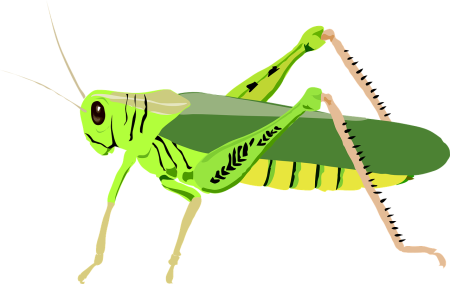 Милый кузнечик