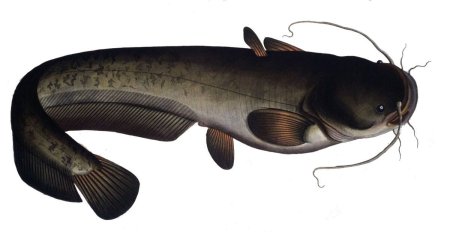 Обыкнове́нный сом Silurus GLANIS)