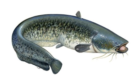 Silurus Aristotelis