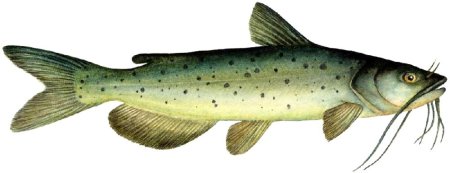 Channel Catfish рыба