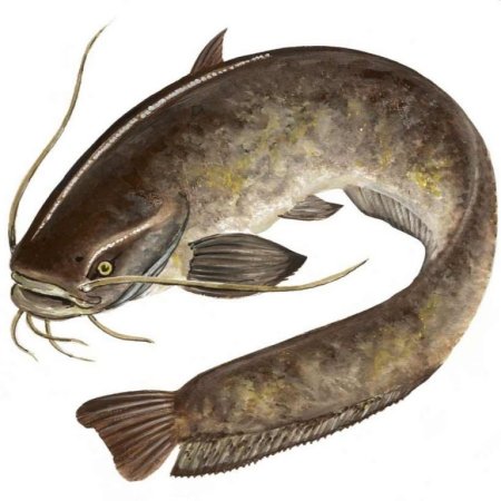 Silurus GLANIS