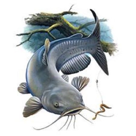 Channel Catfish рыба