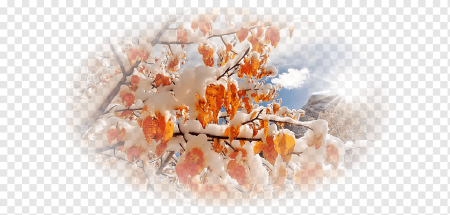 Поздняя осень на прозрачном фоне