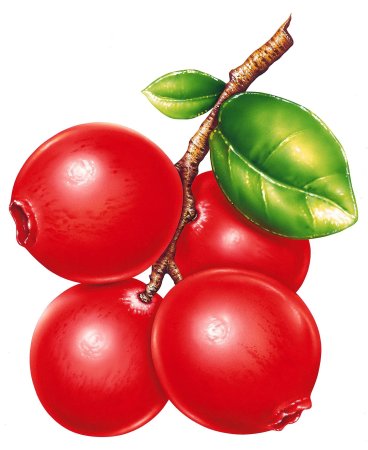 Клюква мультяшная
