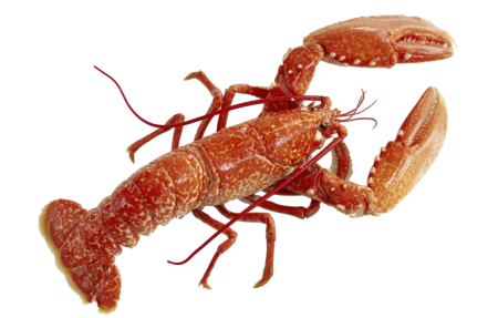 Red Lobster