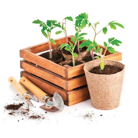 Рассада на белом фоне