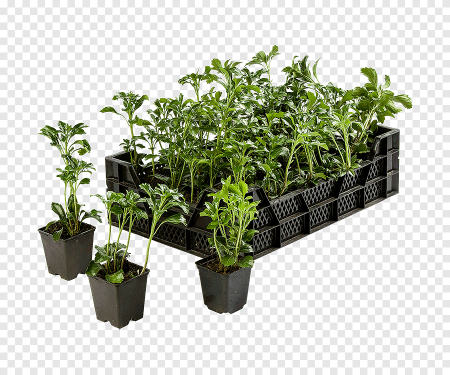 Куст рассады