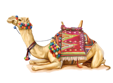Дикий бактрийский верблюд