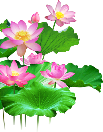 Nymphaea Lotus