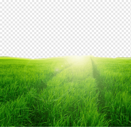 Поле с травой для фотошопа
