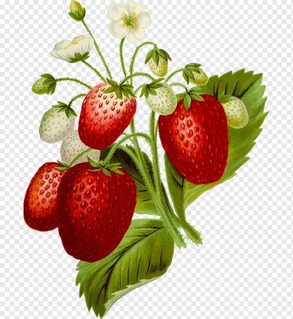 Земляника рисунок