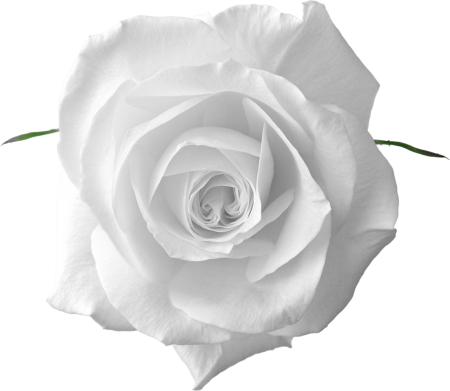 Клипарт белые розы (48 фото)