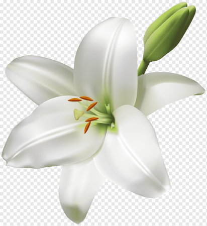 Лилия белая