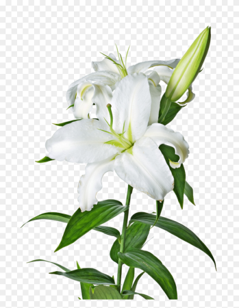 Лилия (Lilium Petacas
