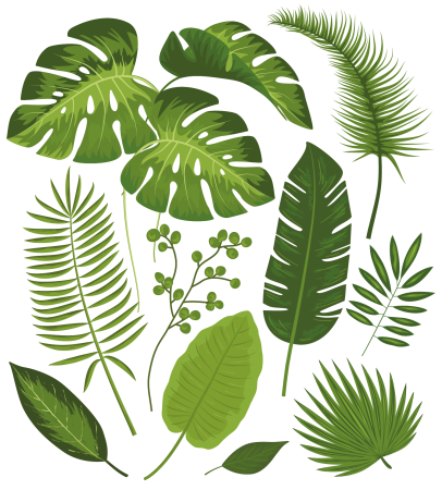 Листья Monstera вектор