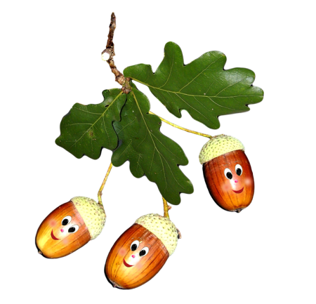 Жёлудь картинка для детей