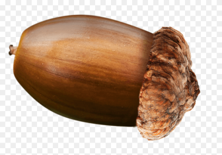 Желудь орех