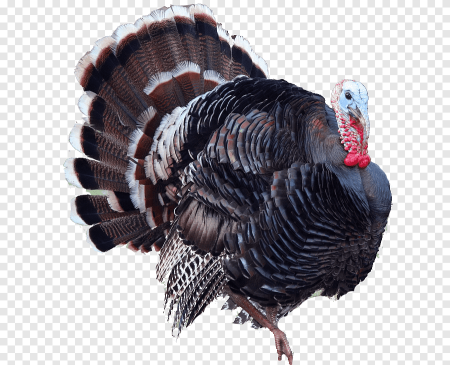 Turkey индюк for Kids