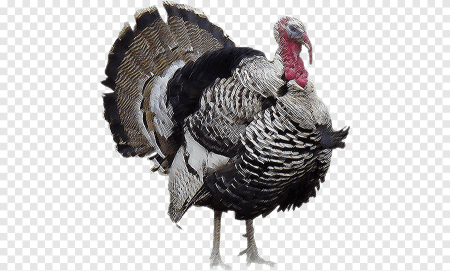 Turkey cartoon индейка