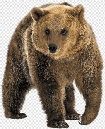 Медведь без фона