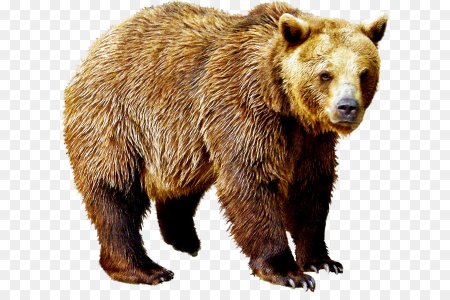 Медведь на прозрачном фоне