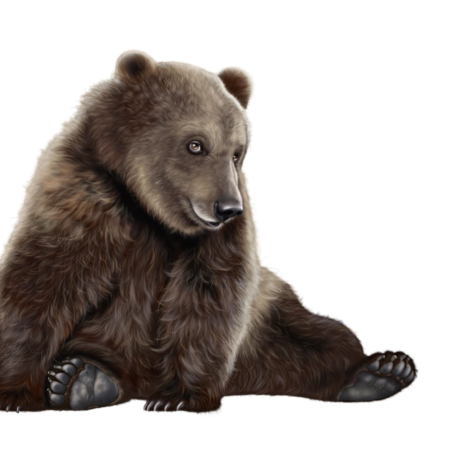 Картинка медведь клипарт (54 фото)