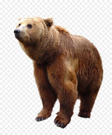 Тянь шаньский медведь