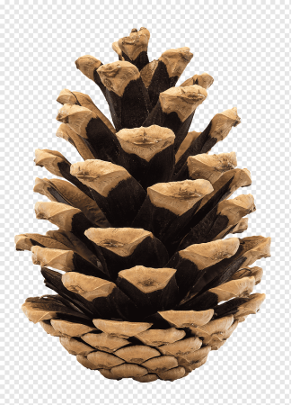 Cone шишка