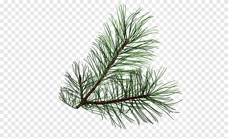 Хвоинки сосны