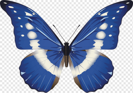Morpho rhetenor Helena