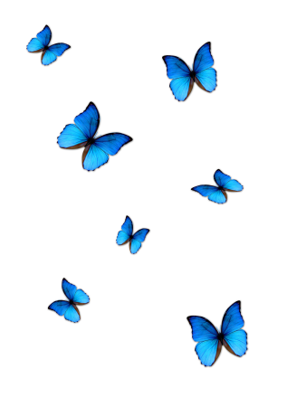 Бабочки для фотошопа