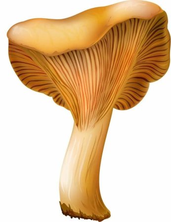 Грибы лисички