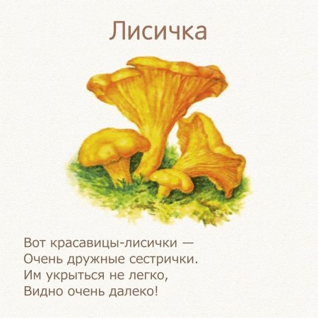 Лисичка гриб на белом фоне