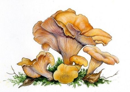 Грибы лисички на прозрачном фоне