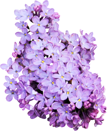 Сирень срезка