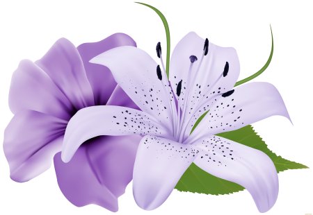 Цветы без фона