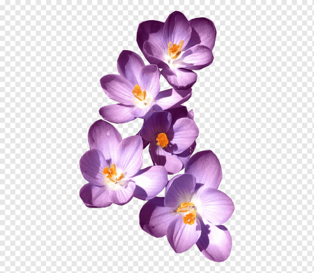 Цветы без фона