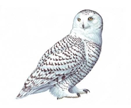 Ястребиная Сова