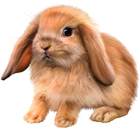 Кролик рисунок