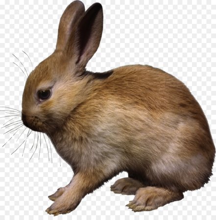 Зайчик на прозрачном фоне